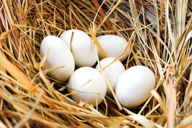 Yumurtalı yuva, yakın plan.