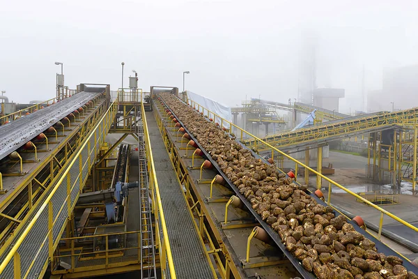 Conveyor Belt Sugar Beets Sugar Mill — Stock Photo, Image