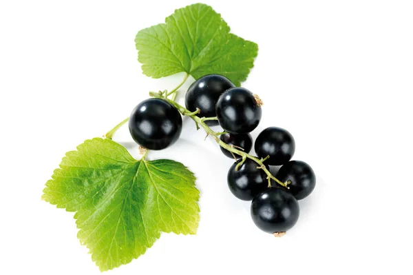 Beyaz arkaplanda yaprak yalıtılmış kuşüzümü, yakın plan