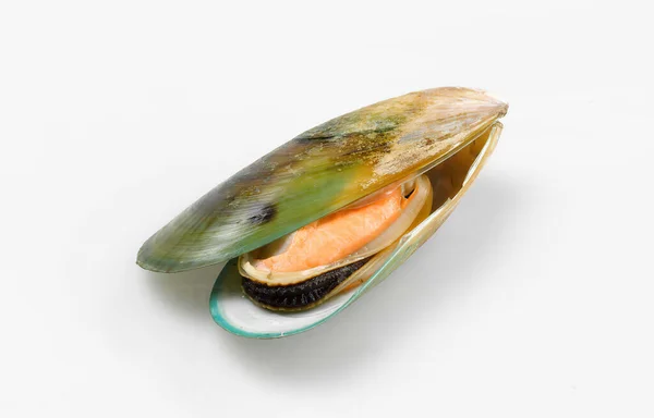 Green Lipped Mussel Perna Canaliculus Elevated View — Stockfoto