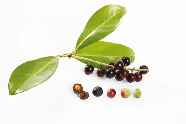 Cherry Laurel Leaves Fruits Elevated View — Stock Photo, Image