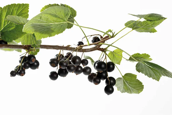 Black Currants Branch Isolated White Fotografia Stock