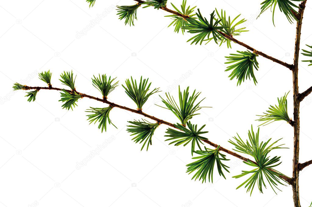 Larch flower branch isolated on white, close-up