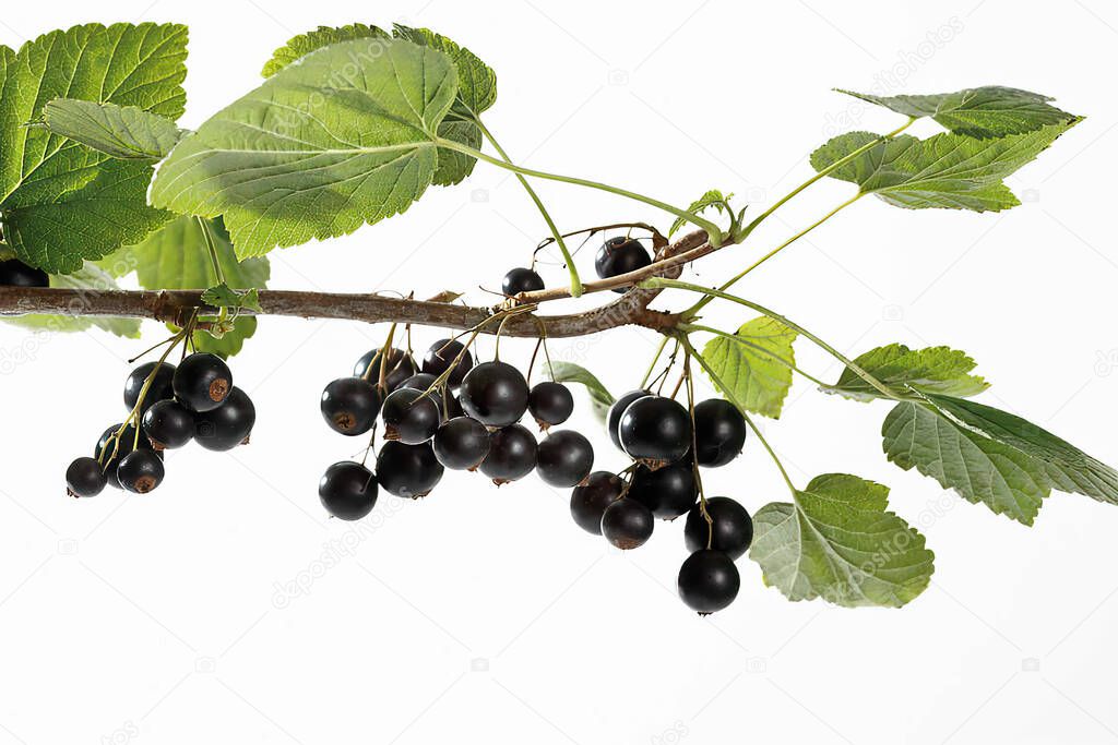 Black currants branch isolated on white