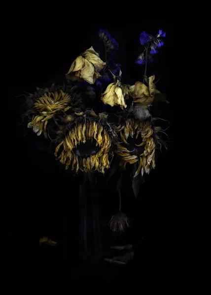 Сухие цветы — стоковое фото