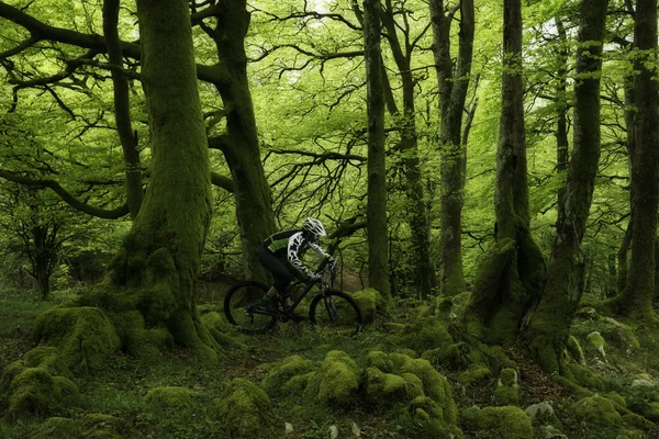 Mountainbike in het bos — Stockfoto