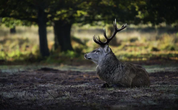 Red deer uppvaknande — Stockfoto