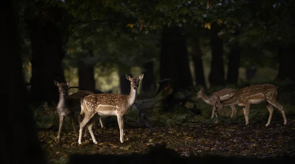 Grupo de cervos pousio na floresta — Fotografia de Stock