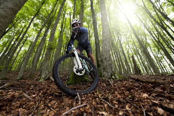 Rider in action — Stock Photo, Image