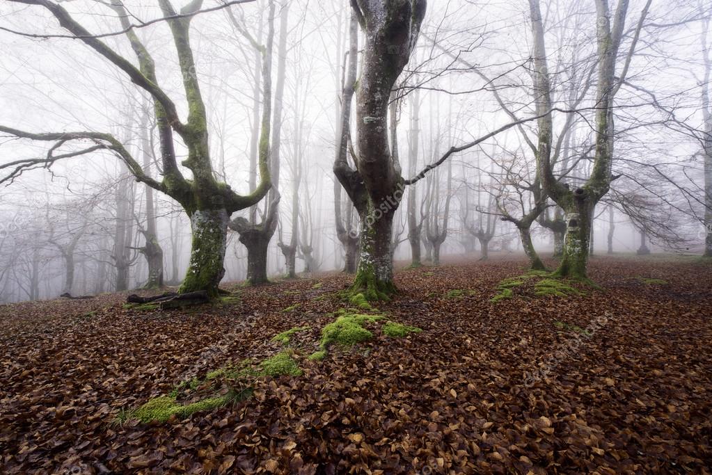 Beech forest