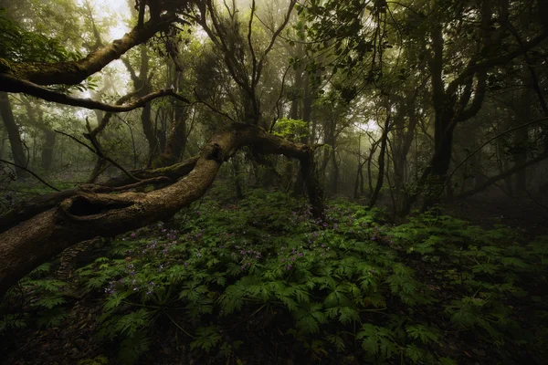 Floresta mágica — Fotografia de Stock