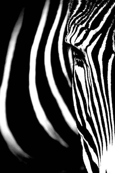 Grevy's zebra close up. — Stock Photo, Image