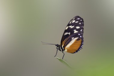 Kelebek
