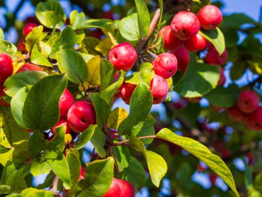 Elma dalında kırmızı elmalar