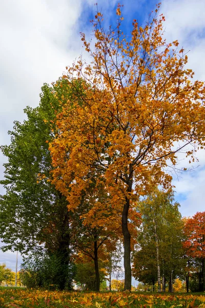 Sonbahar Parkı Bankı Sonbahar Manzarası — Stok fotoğraf