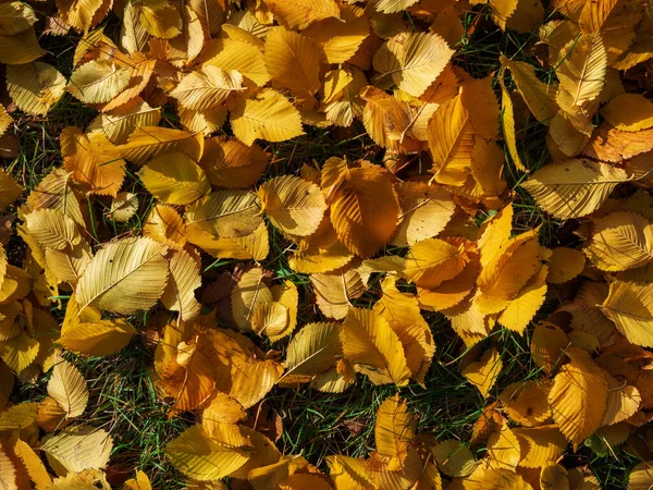 Fond Coloré Lumineux Fait Feuilles Automne Tombées — Photo