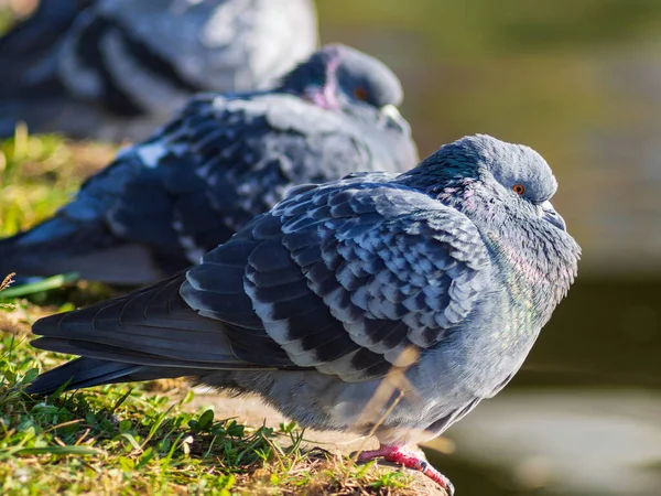 Beautiful Pigeon Bird Standing Grass — Stock Photo, Image