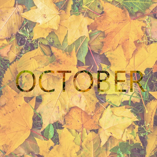オレンジ色のカエデの葉の背景にお祝い碑文10月 — ストック写真