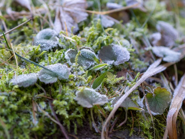 Macro Grama Verde Folhas Plantas Geada — Fotografia de Stock