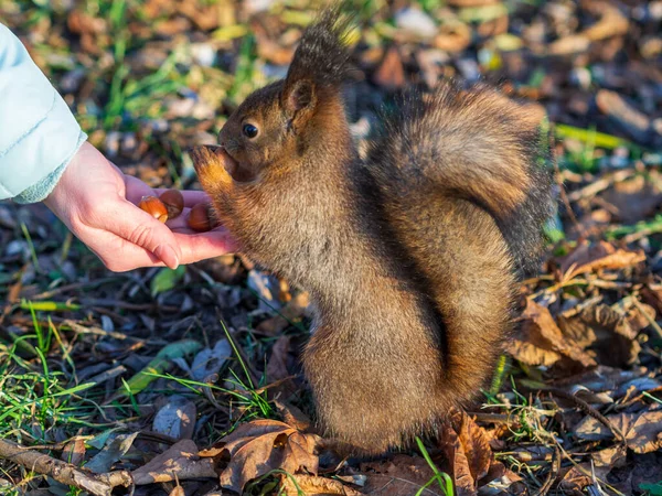 Écureuil Hiver Mange Une Noix Une Main Féminine Écureuil Roux — Photo