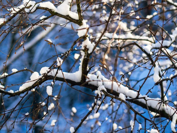Зимний Вид Кусты Покрытый Снегом Зимняя Сцена Снега Зимой Ветви — стоковое фото