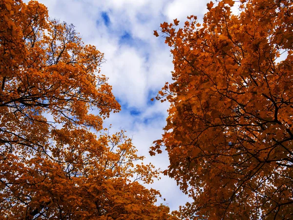 Warme Herfstzon Schijnt Door Het Gouden Bladerdak Van Hoge Beukenbomen — Stockfoto