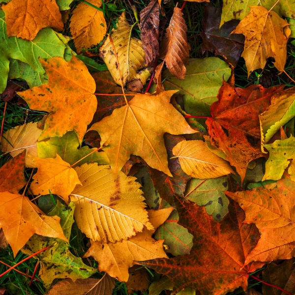 Bunte Und Helle Hintergrund Aus Gefallenen Herbstblättern — Stockfoto