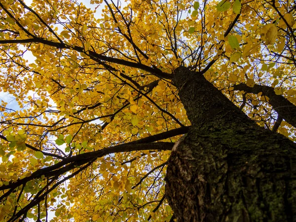 Warme Herfstzon Schijnt Door Het Gouden Bladerdak Van Hoge Beukenbomen — Stockfoto