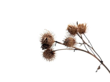 Kuru dulavrat, devedikeni kırpma yolu ile beyaz arkaplanda izole edildi