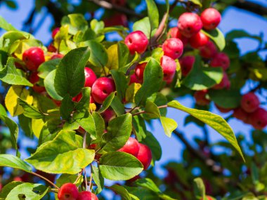 Elma dalında kırmızı elmalar