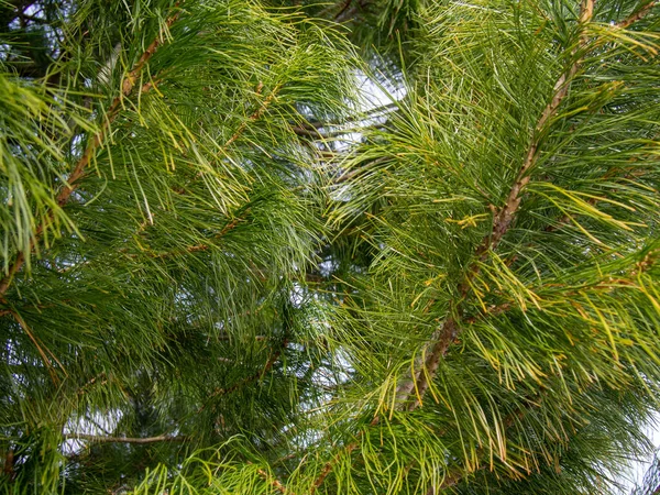 Vue Rapprochée Trois Petits Cônes Cèdre Sur Une Branche Conifères — Photo