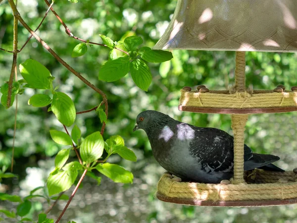 Hermoso Pájaro Palomo Pie Sobre Hierba — Foto de Stock