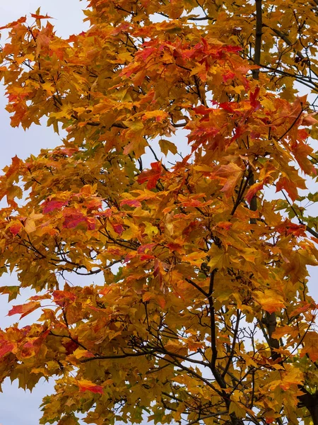 Warme Herfstzon Schijnt Door Het Gouden Bladerdak Van Hoge Beukenbomen — Stockfoto