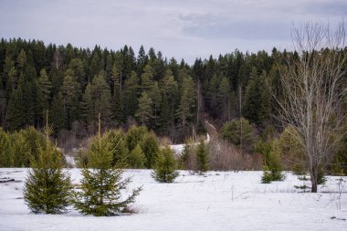 Kışın yeşil ormanda yol