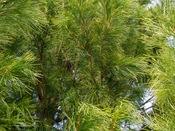 Close View Three Small Cedar Cones Coniferous Branch — Stock Photo, Image