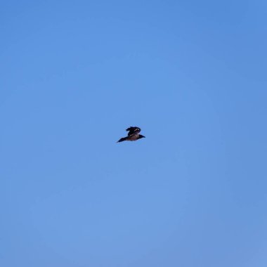 Uçan bir Carrion Crow (Corvus corone).