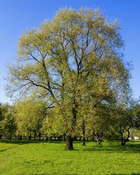 Solo Árbol Solo Con Cielo Azul Hierba — Foto de Stock