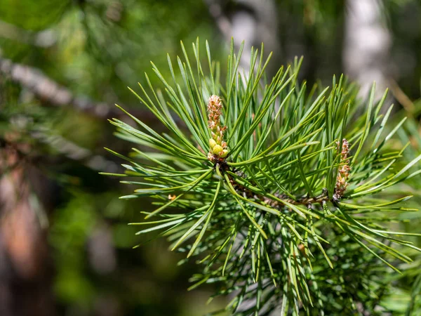 Closeup photo of green needle pine tree on the right side of picture. Small pine cones at the end of branches. Blurred pine needles in background