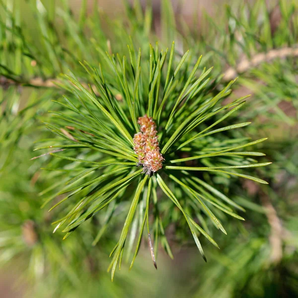 Closeup photo of green needle pine tree on the right side of picture. Small pine cones at the end of branches. Blurred pine needles in background