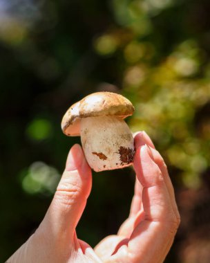 Sonbahar ormanının arka planında Porcini mantarı tutan el.
