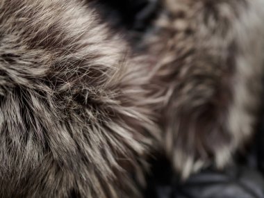 kürk arka plan / gri kürk arkaplan, doğal / kürk arkaplan