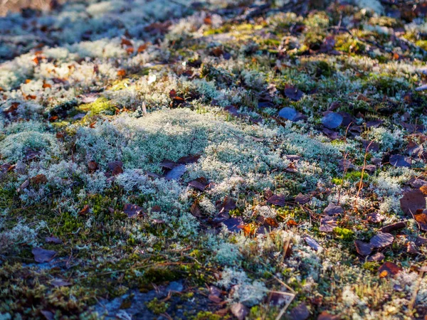 Cladonia Rangiferina Северный Лишайник Северный Мох Мох Карибу Лесной Подстилке — стоковое фото