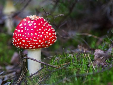 Ormanda sineklik, yakın plan fotoğraf.