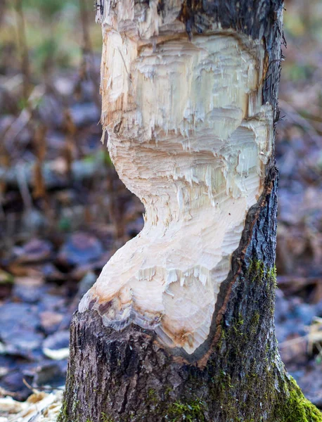 Castori Costruiscono Una Diga Fiume Nel Mezzo Della Foresta Macro — Foto Stock