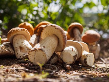 Yerde domuz mantarı topladım. Porcini mantarı yığını