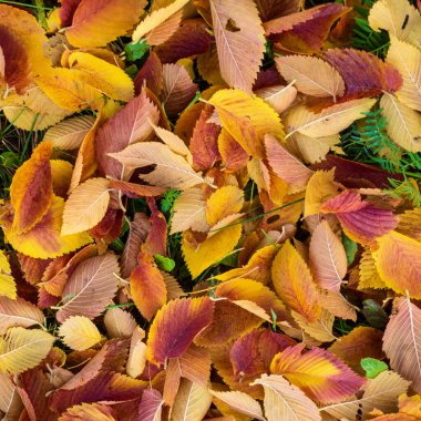 Düşen sonbahar yapraklarından yapılmış renkli ve parlak arkaplan