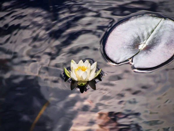 white lily floating on a blue water