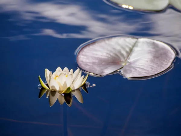 white lily floating on a blue water