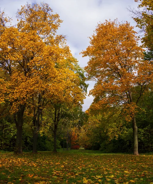 Sonbahar Parkı Bankı Sonbahar Manzarası — Stok fotoğraf