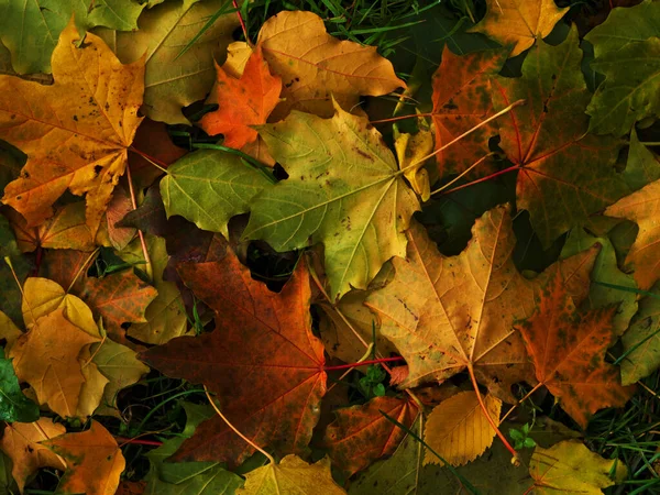 Fond Coloré Lumineux Fait Feuilles Automne Tombées — Photo